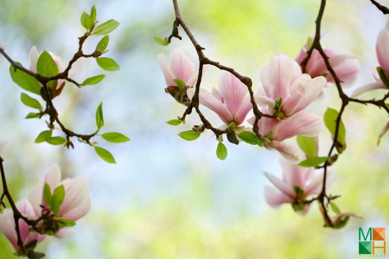 Tranh dán tường Hàn Quốc tại Hà Nội hoa mộc lan FW - 182